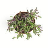 Othonna capensis 'Ruby Necklace'