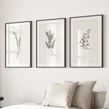 Three framed botanical prints on a wall above a sofa with cushions.