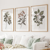 Three framed botanical prints on a wall above a sofa.