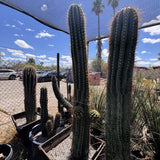 Tall South American Saguaro cacti in a garden setting with a clear blue sky and palm trees in the background.