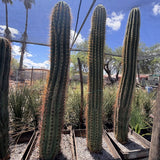 Three tall South American Saguaro cacti in a garden setting with a clear blue sky.