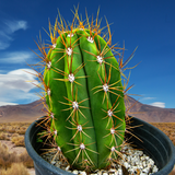 South American Saguaro plant in a pot with a desert landscape in the background