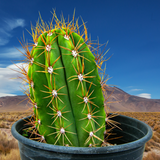 South American Saguaro plant in a pot with a desert landscape in the background