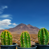 Three South American Saguaro cacti in pots with a mountainous desert landscape in the background