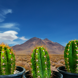 South American Saguaro Cacti in pots with a mountainous desert landscape in the background