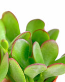 Close-up of a Crassula Ovata 'Jade' with red edges on a white background