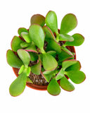 Potted succulent Crassula Ovata 'Jade' with green leaves on a white background