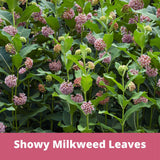 Showy milkweed leaves with pink flowers and green leaves on a pink background