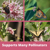 Collage of four images showing pollinators on flowers with text 'Supports Many Pollinators'.