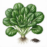 Illustration of green leafy mustard vegetable with roots and seeds on a white background SPINACH Seeds, Bloomsdale