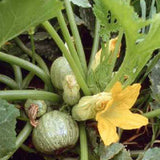 Zucchini plants with green zucchinis and a yellow flower in a garden setting. SQUASH Seeds, Zucchini Round