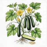 Illustration of a squash plant with green cucumbers, leaves, and flowers on a white background SQUASH Seeds, Black Beauty
