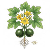 Illustration of a plant with round zucchini yellow flowers, and roots on a white background SQUASH Seeds, Zucchini Round