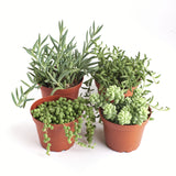 Trailing Succulents (Collection of Four)