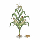 Illustration of a corn plant with ears and kernels on a white background SWEET CORN Seeds, Silver King White