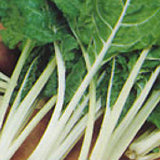 Close-up of green leafy vegetables with white stems on a brown background SWISS CHARD Seeds, Fordhook Giant