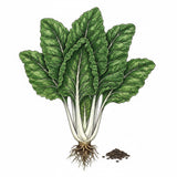 Illustration of a green leafy chard vegetable with roots and seeds on a white background SWISS CHARD Seeds, Fordhook Giant