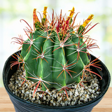 Southwest Barrel Cactus with red spines on a wooden surface