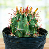 Southwest Barrel Cactus with red spines on a blurred background