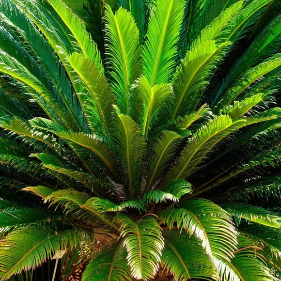 Close-up of a sago palm tree