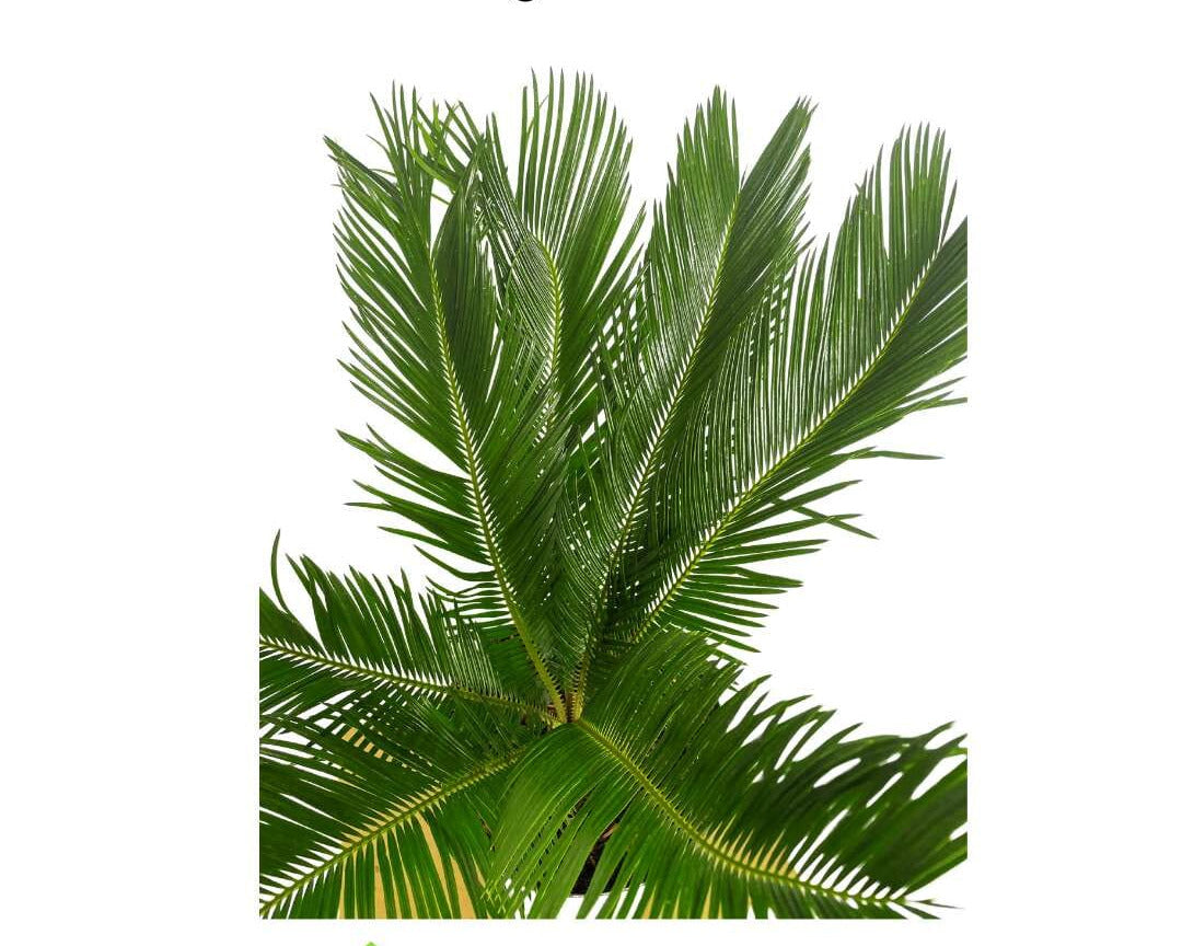 tall green sago palm plant Sago Palm Tree in 3 gal container 3 feet tall 12-18 inches & 1-gal