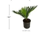 Sago Palm plant in a pot with dimensions and Everglades Farm logo.