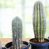 Two potted Saguaro Cacti on a wooden surface with a blurred natural background