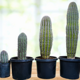 Four Saguaro cacti of varying sizes on a wooden surface with a blurred natural background.