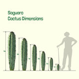 Diagram showing the dimensions of a saguaro cactus with a silhouette of a person for scale.
