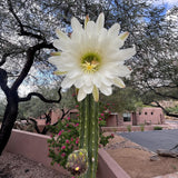 White cactus flower blooming with a desert landscape in the background Trichocereus pachanoi