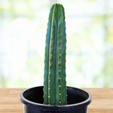 Potted cactus plant on a wooden surface with a blurred natural background Trichocereus Pachanoi