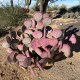Santa Rita Prickly Pear cactus in a desert landscape with rocks and shrubs.