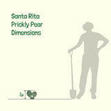 Silhouette of a person with a shovel next to a small cactus, labeled 'Santa Rita Prickly Pear Dimensions'.
