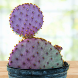Santa Rita Prickly Pear cactus with spines in a pot on a wooden surface.