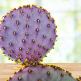 Close-up of a purple prickly pear cactus with yellow spines on a blurred natural background
