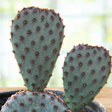 Santa Rita x Beavertail Hybrid with a blurred green background