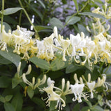 Scentsation Honeysuckle Vine