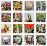 Cactus Variety Pack