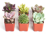 Rosette Succulent Collection in red pots on a white background
