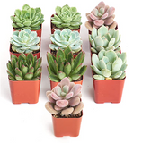 Collection of small succulent plants in red pots on a white background