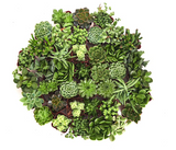 Collection of various succulent plants arranged in a circular pattern on a white background