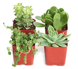 Four potted succulents in red pots on a white background