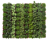 Collection of green succulents in small pots arranged in a grid pattern.