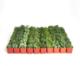 Row of small green plants in red pots on a white background