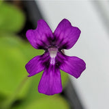 Close-up of a purple Pinguicula "Lautner 92/52" flower with a blurred green and gray background