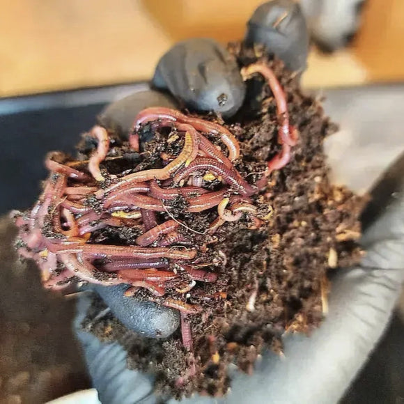 Pure Red Wigglers Composting and Gardening Worms (EISENIA) 1 /2 lbs.  (approx. 500) - FREE SHIPPING