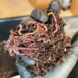 Pure Red Wigglers Composting and Gardening Worms (EISENIA) 1 lbs. (approx. 800-1000) - FREE SHIPPING
