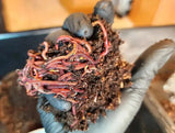 Pure Red Wigglers Composting and Gardening Worms (EISENIA) 1 /4 lbs. (approx. 250) - FREE SHIPPING