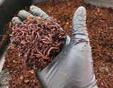 Pure Red Wigglers Composting and Gardening Worms (EISENIA) 1 lbs. (approx. 800-1000) - FREE SHIPPING