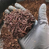 Pure Red Wigglers Composting and Gardening Worms (EISENIA) 1 /4 lbs. (approx. 250) - FREE SHIPPING
